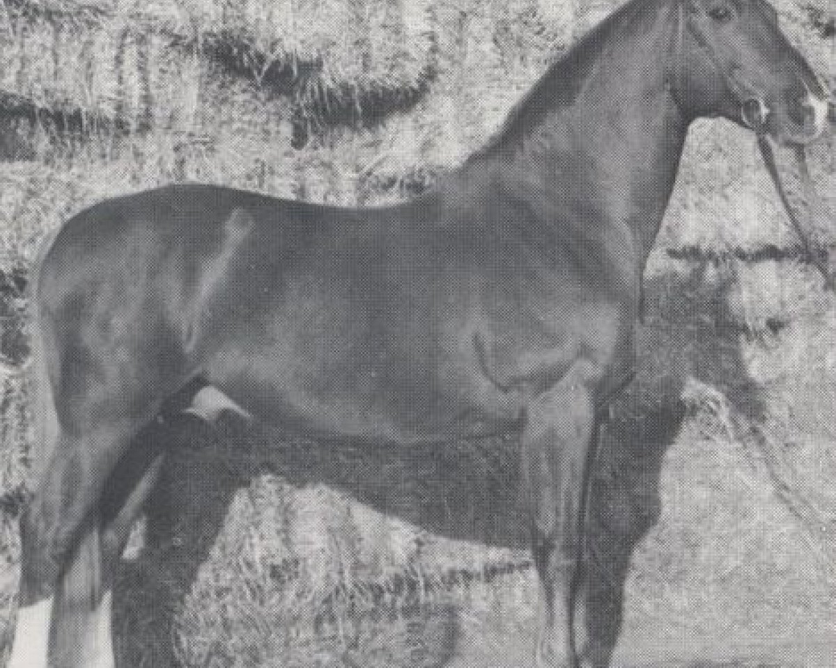 stallion Trafalgar (Swedish Warmblood, 1961, from Magnat)