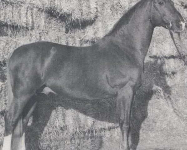 stallion Trafalgar (Swedish Warmblood, 1961, from Magnat)