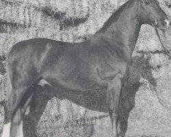 Deckhengst Trafalgar (Schwedisches Warmblut, 1961, von Magnat)