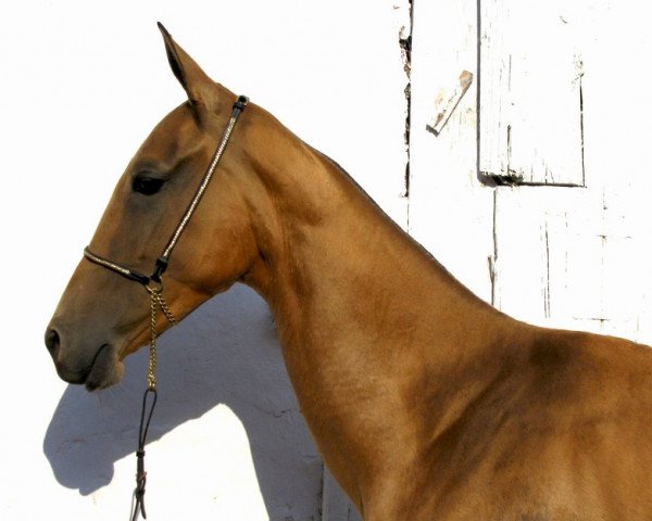 broodmare Ainabat (Akhal-Teke, 2006, from Gunesch)