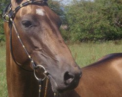 stallion Absar (Akhal-Teke, 2004, from Ashbad)