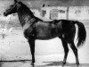 stallion Sapar Han (Akhal-Teke, 1932, from Tschumutsch)