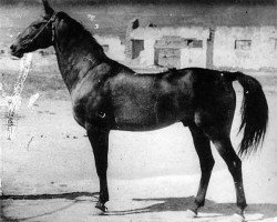 stallion Sapar Han (Akhal-Teke, 1932, from Tschumutsch)