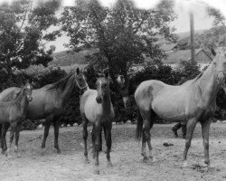 broodmare Gul (Akhal-Teke, 1954, from Sapar Han)