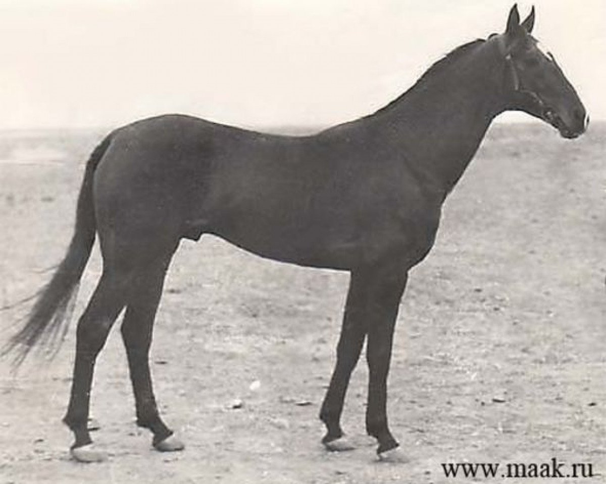 stallion Arslan (Akhal-Teke, 1969, from Gelishikli)