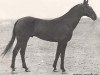 stallion Arslan (Akhal-Teke, 1969, from Gelishikli)