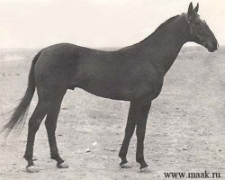 stallion Arslan (Akhal-Teke, 1969, from Gelishikli)