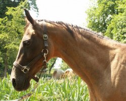 broodmare Aigiz (Akhal-Teke, 1994, from Gaigysyz)