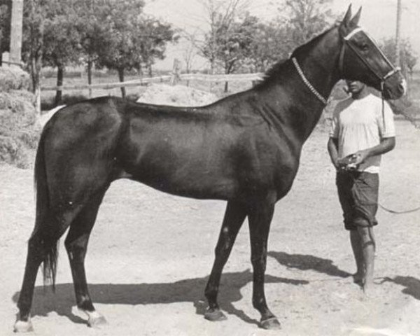 stallion Kermek 2 (Akhal-Teke, 1971, from Kalkan)