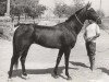 stallion Kermek 2 (Akhal-Teke, 1971, from Kalkan)