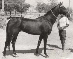 stallion Kermek 2 (Akhal-Teke, 1971, from Kalkan)