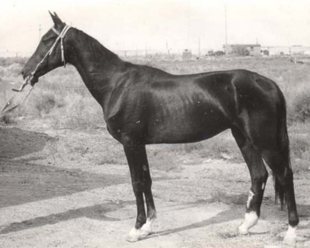 Deckhengst Karaman (Achal Tekkiner, 1978, von Kermek 2)