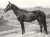 stallion Karaman (Akhal-Teke, 1978, from Kermek 2)