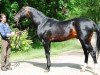 stallion Murgab (Akhal-Teke, 1996, from Gaigysyz)