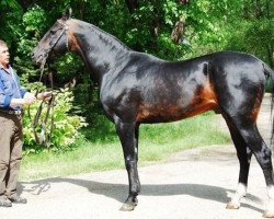 stallion Murgab (Akhal-Teke, 1996, from Gaigysyz)