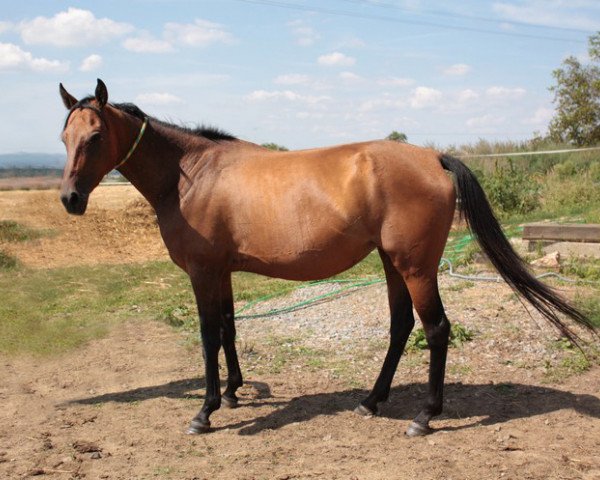 Zuchtstute Ahsi Shael (Achal Tekkiner, 2004, von Dorkush)