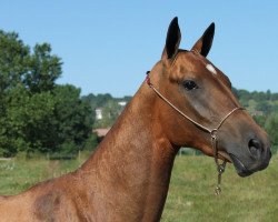 horse Abnar (Akhal-Teke, 2008, from Absar)