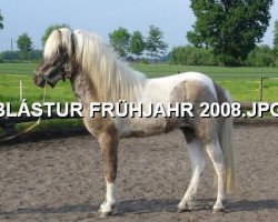 Pferd Blastur vom Pescherhof (Islandpferd, 2006, von Svipur vom Schönblick)