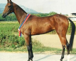 broodmare Paikhasly (Akhal-Teke, 1999, from Adat)