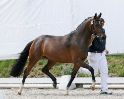 dressage horse Donna Muschhuschschu (Deutsches Reitpony, 2012, from Marduc)