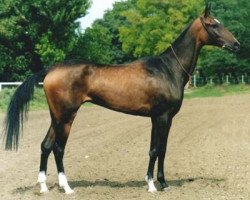 broodmare Pelen (Akhal-Teke, 2000, from Mangyt)