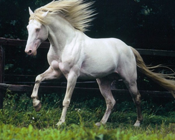 stallion Heclair D'Arbremort (Berber, 1995, from Gyvaros)
