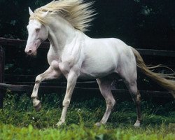 Deckhengst Heclair D'Arbremort (Berber, 1995, von Gyvaros)