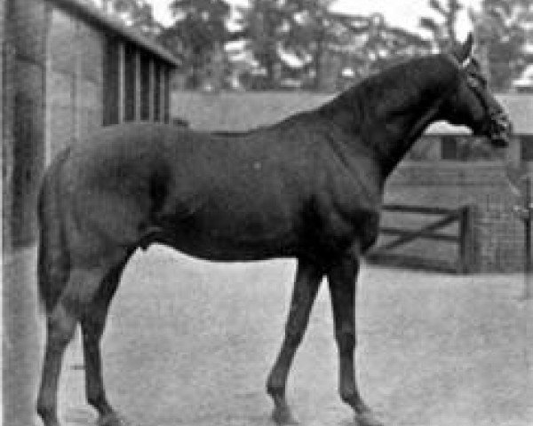 stallion Hagioscope xx (Thoroughbred, 1878, from Speculum xx)