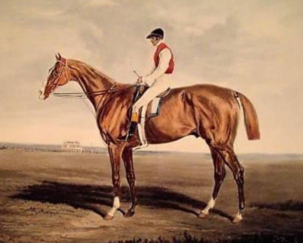 stallion Velocipede xx (Thoroughbred, 1825, from Blacklock xx)