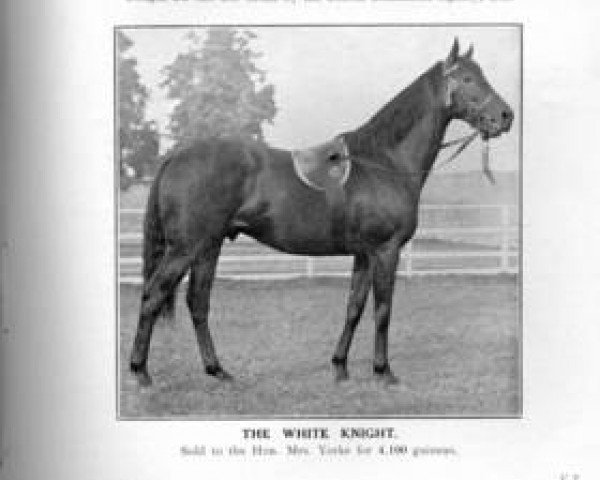 Deckhengst The White Knight xx (Englisches Vollblut, 1903, von Desmond xx)