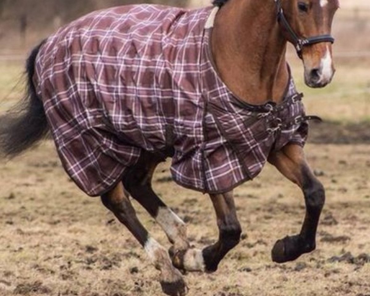 Pferd Sambuca (Oldenburger, 1997, von Sinatra Gold)