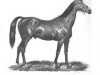 stallion The Scottish Chief xx (Thoroughbred, 1861, from Lord of the Isles xx)