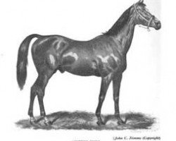 stallion The Scottish Chief xx (Thoroughbred, 1861, from Lord of the Isles xx)