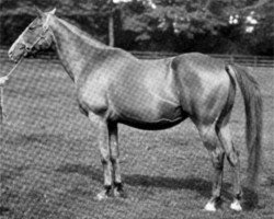 broodmare Lady Villikins xx (Thoroughbred, 1885, from Hagioscope xx)