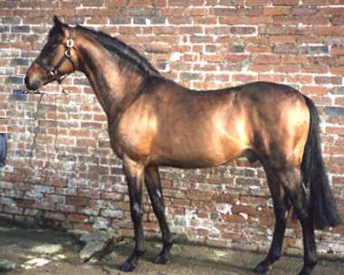 stallion Small-Land Mambrino (Welsh Partbred, 1975, from Downland Mohawk)