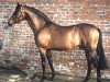 stallion Small-Land Mambrino (Welsh Partbred, 1975, from Downland Mohawk)