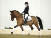 dressage horse Duplo B (German Riding Pony, 2004, from Destino R)