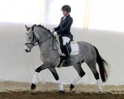 Springpferd Mylow 4 (Deutsches Reitpony, 2010, von Mikado 352)