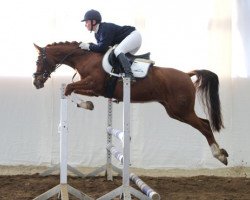 dressage horse Biene (German Riding Pony, 2003, from Branduardi M)