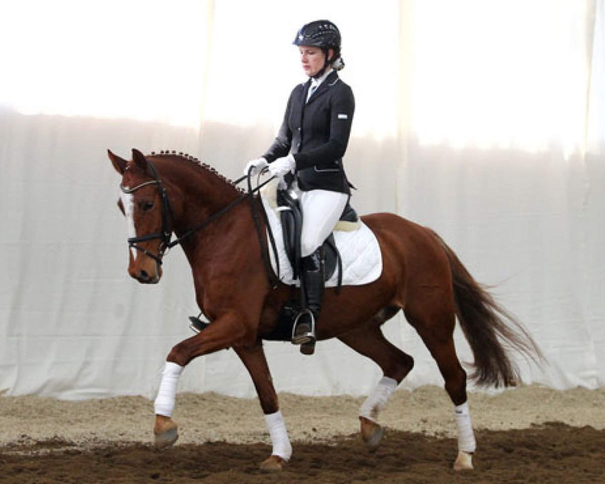 jumper Cool Man (German Riding Pony, 2008, from FS Chambertin)