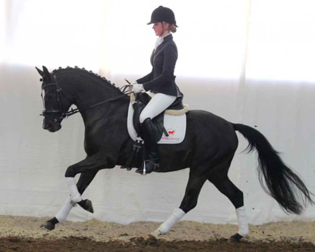 Deckhengst Massai 47 (Deutsches Reitpony, 2010, von FS Maracaibo)