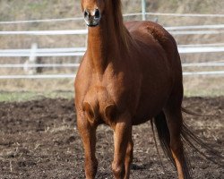 broodmare Freiin zu Sisibee (Trakehner, 1998, from Tenor)