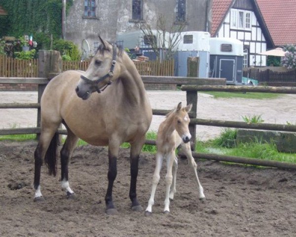 broodmare La Petit Julia (German Riding Pony, 2000, from Lucky Lao)
