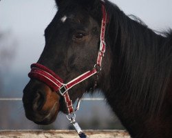 Zuchtstute J.Zermie (KWPN (Niederländisches Warmblut), 1991, von Ladalco)