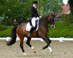 dressage horse Rudolph 17 (Oldenburg, 2004, from Rosario 37)