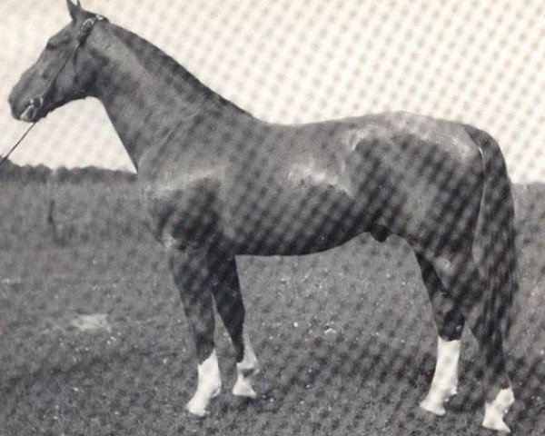 stallion Fernflug (Hanoverian, 1941, from Fermor III)