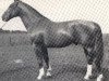 horse Fernflug (Hanoverian, 1941, from Fermor III)