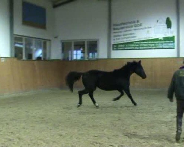 Video of Donna Clara