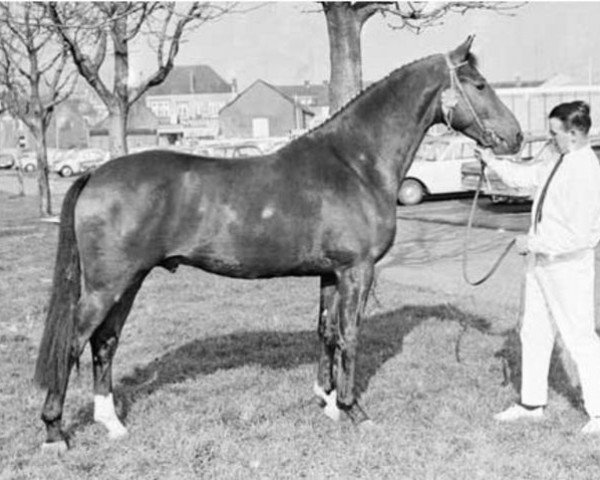 stallion Jeroen (KWPN (Royal Dutch Sporthorse), 1968, from Fresco)