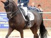 dressage horse Florenctino (Hanoverian, 2005, from Florencio I)